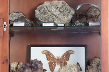 La casa de les papallones - petit museu d'història natural al Gironès - Instal·lacions