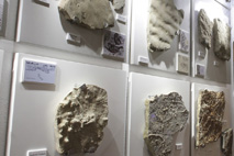 La casa de les papallones - petit museu d'història natural al Gironès - Instal·lacions