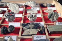 La casa de les papallones - petit museu d'història natural al Gironès - Instal·lacions