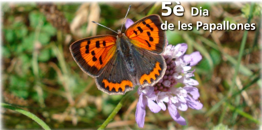  5e. Dia de les Papallones