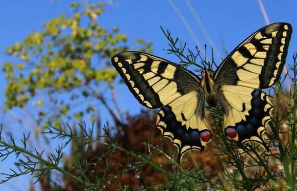  La població de papallones s'ha reduït un terç els últims 25 anys a Europa