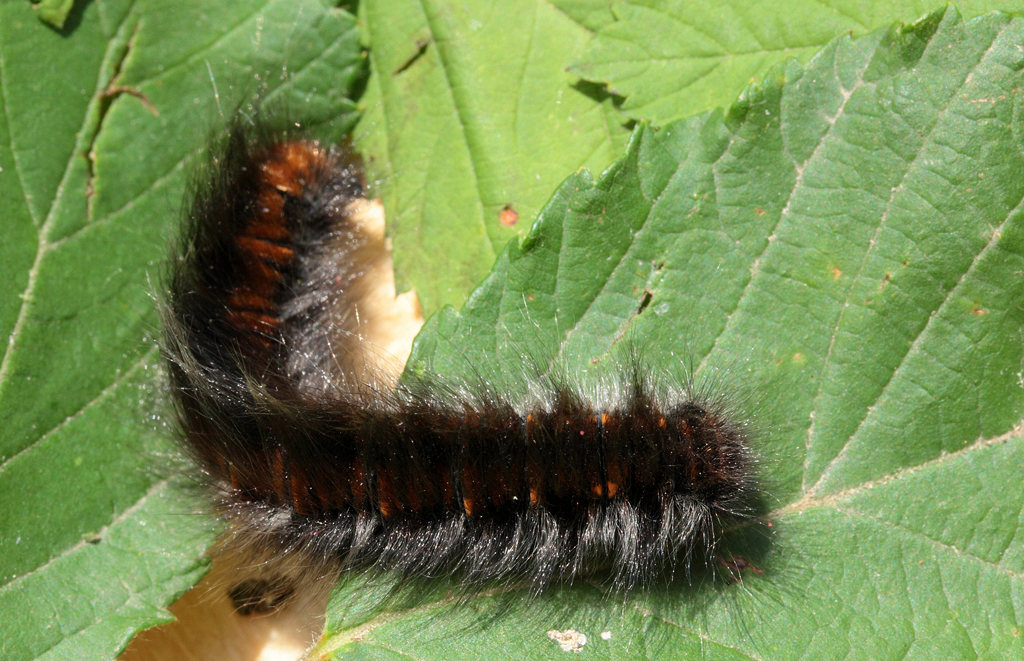Macrothylacia rubi (Linnaeus, 1758). Estadi de larva