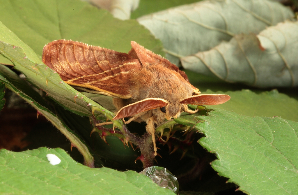Macrothylacia rubi (Linnaeus, 1758). Estadi adult