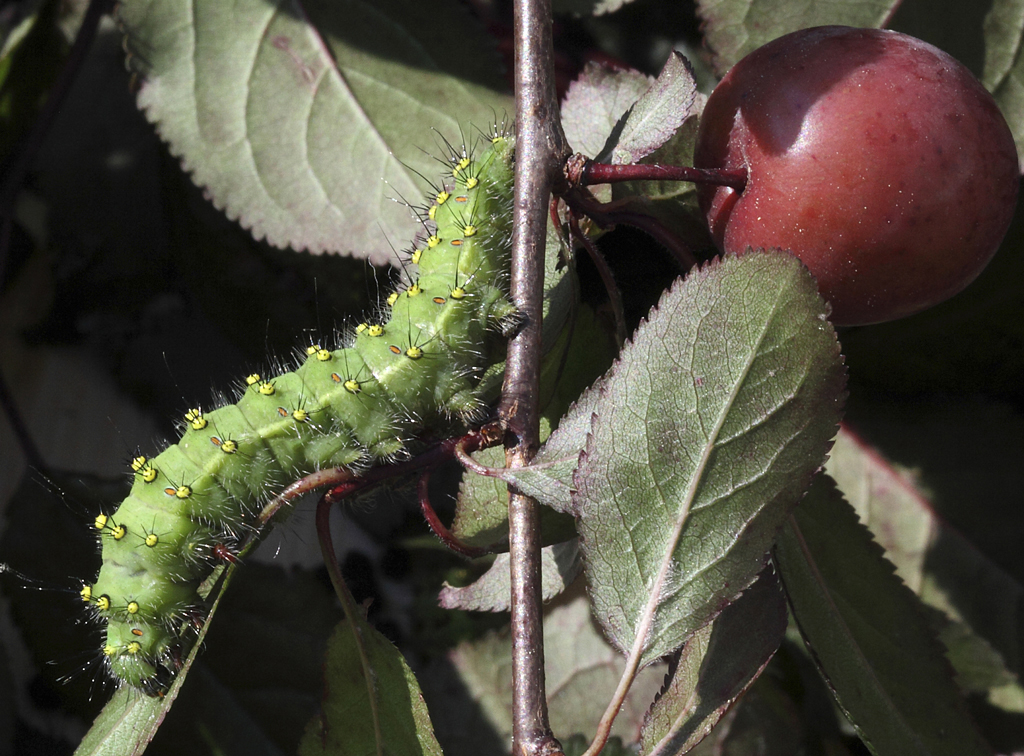 Saturnia pavonia (Linnaeus,1758). Estadi de larva