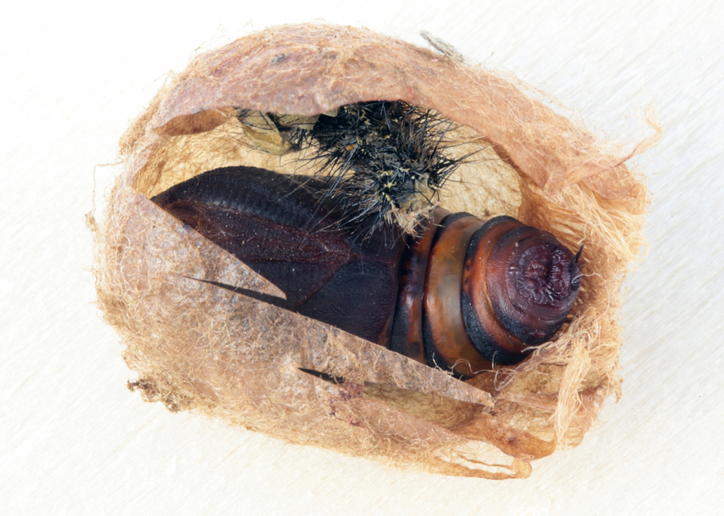 Saturnia pavonia (Linnaeus,1758). Estadi de pupa