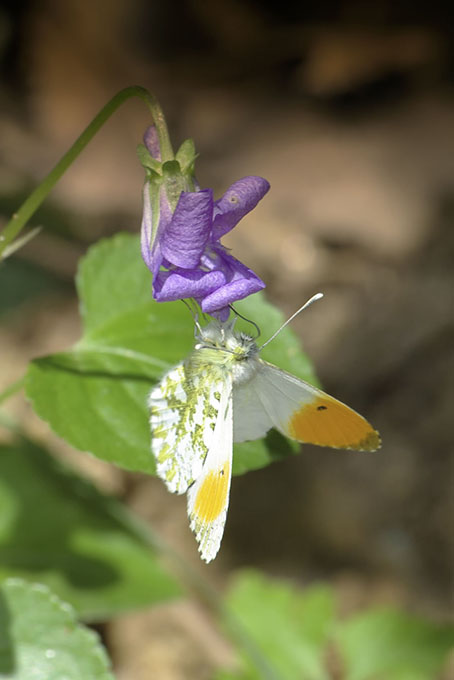 Anthocharis cardamines