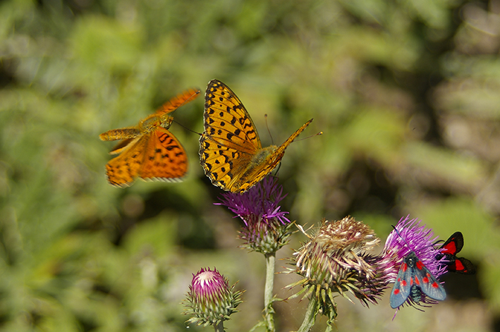 Argynnis adippe