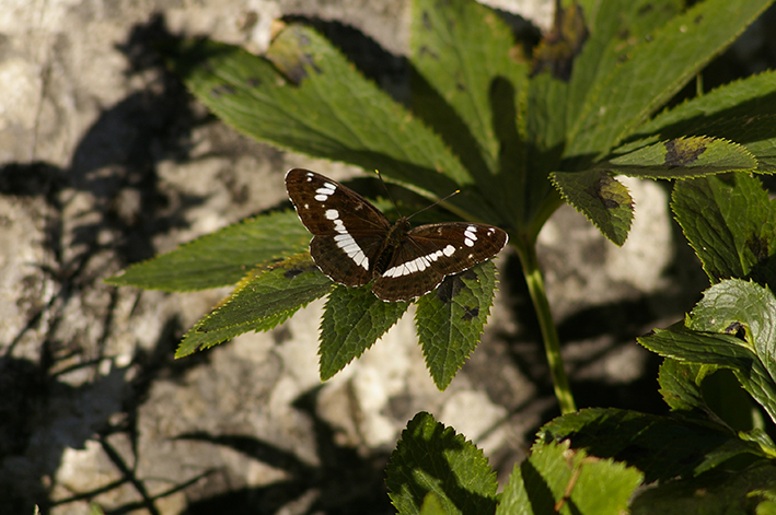 Limenitis camilla