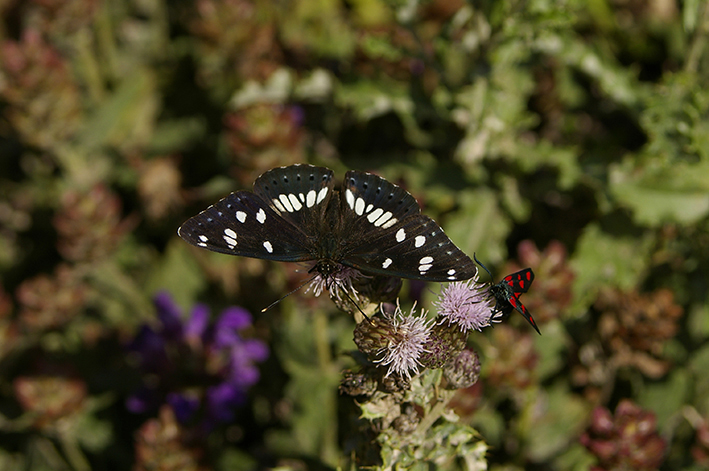 Limenitis reducta