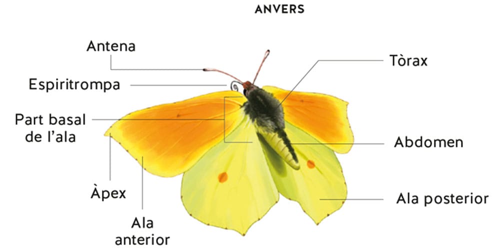 Gonepteryx cleopatra