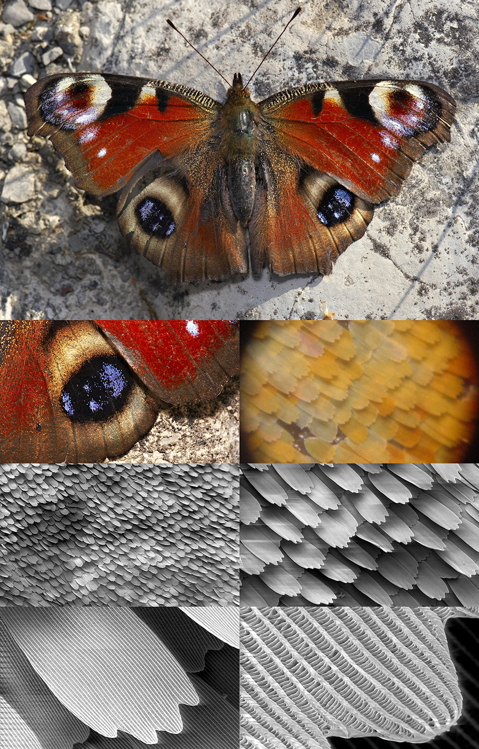 Paó de dia (Aglais io), amb microfotografies de l'estructura de les ales