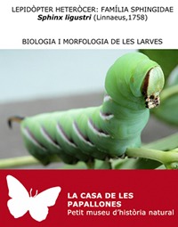 Biologia i morfologia de les larves 4